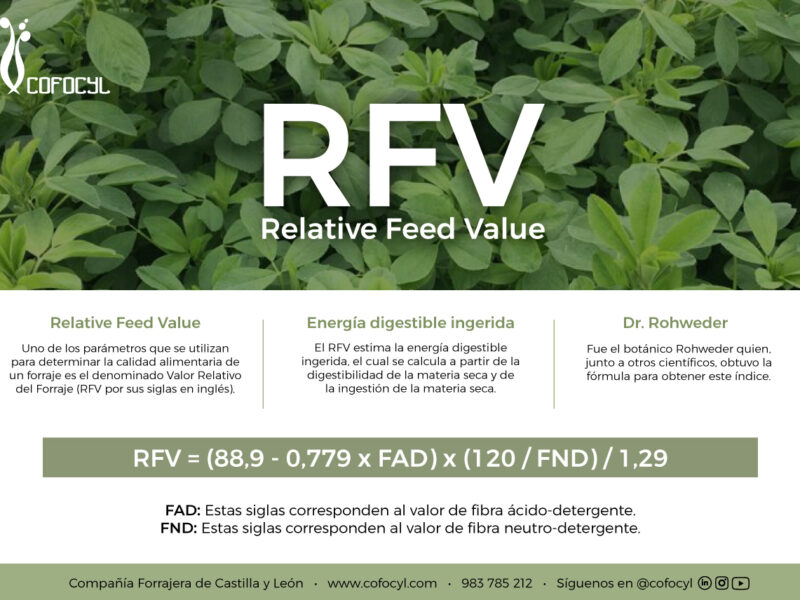 alfalfa-spain-cuales-son-las-claves-de-un-forraje-de-calidad-cofocyl
