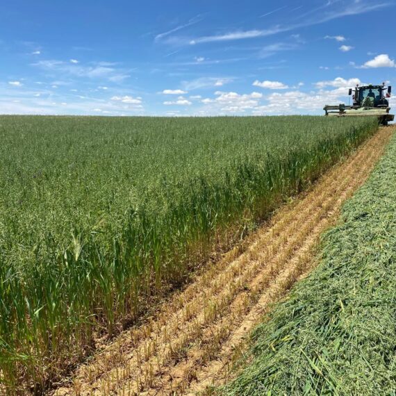 cofocyl-inicia-la-exportacion-de-avena-deshidratada-a-china