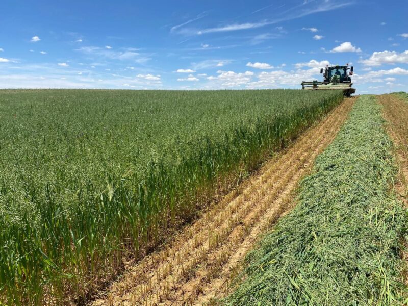 cofocyl-inicia-la-exportacion-de-avena-deshidratada-a-china